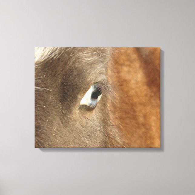 Blue Eyed Mini Filly Canvas Print (Front)