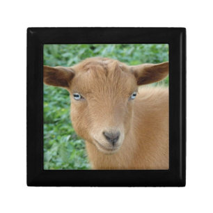 Blue Eyed Nigerian Dwarf Goat Gift Box