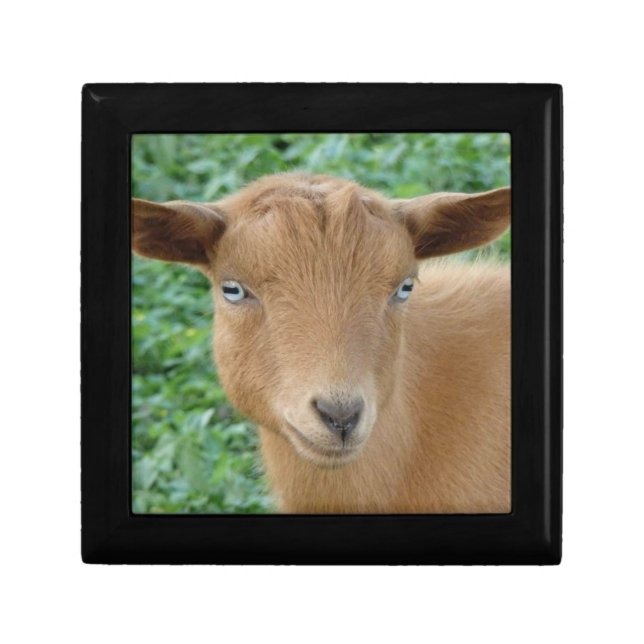 Blue Eyed Nigerian Dwarf Goat Gift Box (Front)
