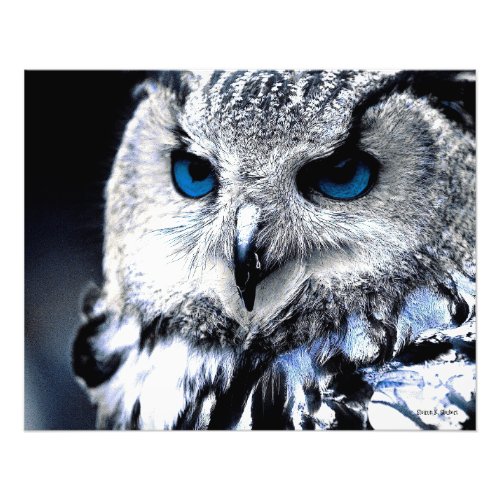 Blue Eyed Owl Art Print