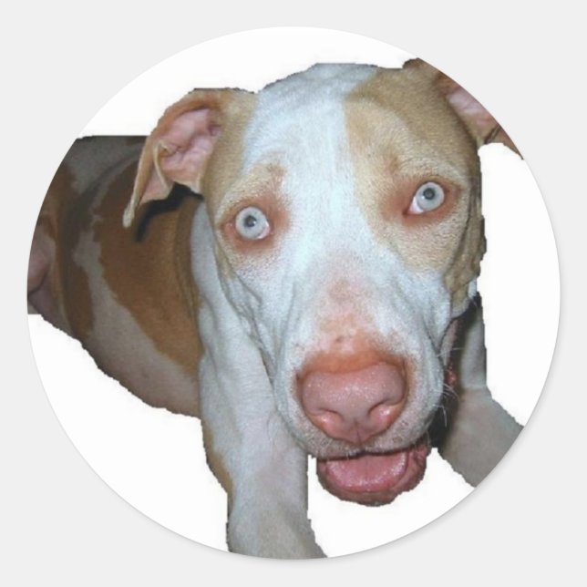 blue eyed pitbull sticker (Front)