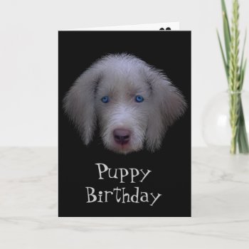Blue-eyed Puppy Birthday Card by PawsForaMoment at Zazzle