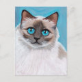 Blue Eyed Ragdoll Cat Portrait Postcard