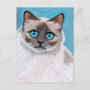 Blue Eyed Ragdoll Cat Portrait Postcard by LisaMarieArt at Zazzle
