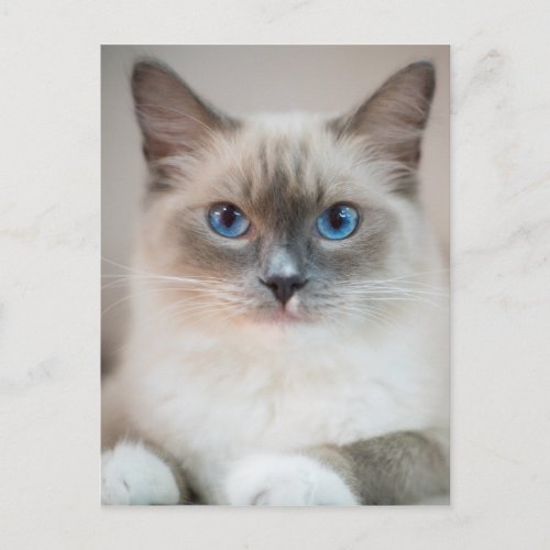 Blue Eyed Ragdoll Cat Postcard