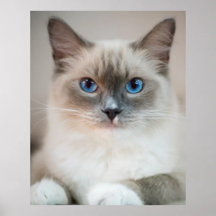 Blue Eyed Ragdoll‎ Cat Poster | Zazzle