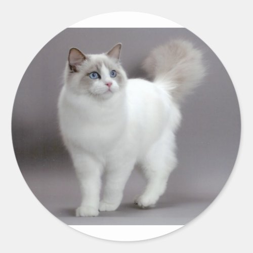 Blue_Eyed Ragdoll Cat Purfection Classic Round Sticker