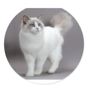 Blue-Eyed Ragdoll Cat Purfection Classic Round Sticker