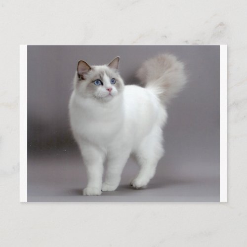Blue_Eyed Ragdoll Cat Purfection Postcard