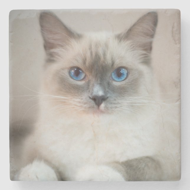 Blue Eyed Ragdoll‎ Cat Stone Coaster (Front)