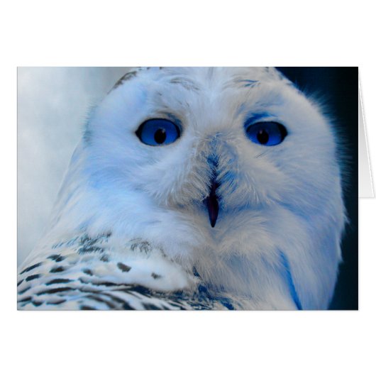 Blue Eyed Snow Owl Cards (Front Horizontal)