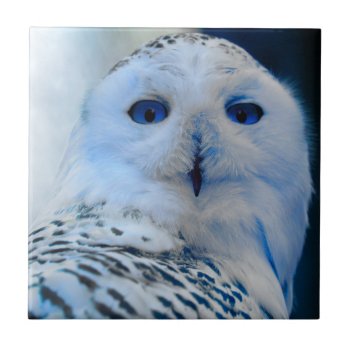Blue Eyed Snow Owl Ceramic Tile by StarStruckDezigns at Zazzle