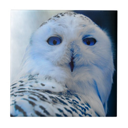 Blue Eyed Snow Owl Ceramic Tile