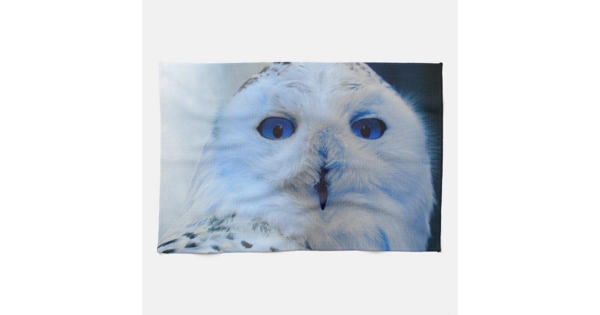 white owl blue eyes