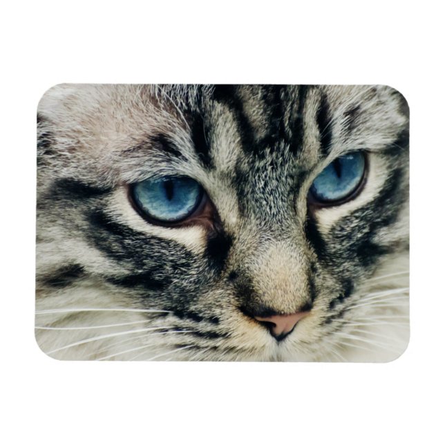 Blue-eyed Tabby Cat Face Close-ip Magnet (Horizontal)