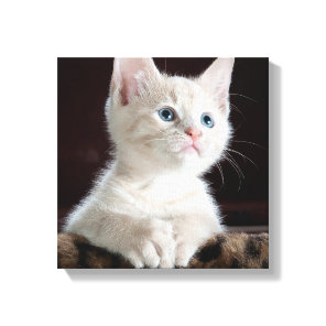 Blue Eyed White Kitten Canvas Print