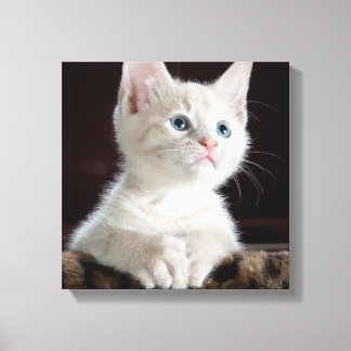 Blue Eyed White Kitten Canvas Print