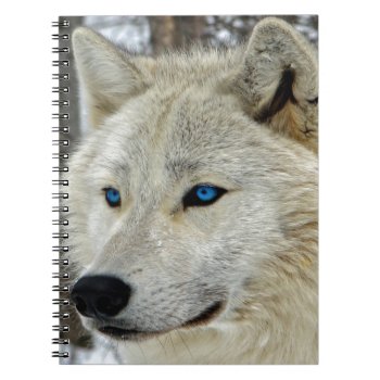 Blue Eyed White Wolf Notebook by LATENA at Zazzle