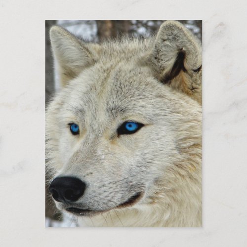 Blue Eyed White Wolf Postcard