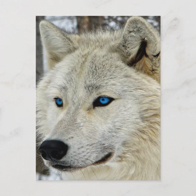 Blue Eyed White Wolf Postcard | Zazzle