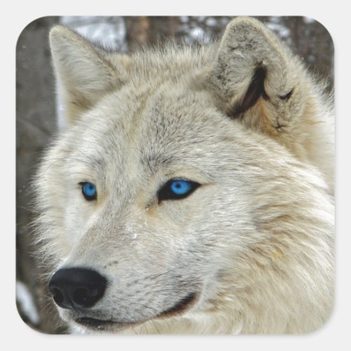 Blue Eyed White Wolf Square Stickers