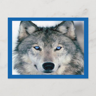 Blue Eyed Wolf Postcard
