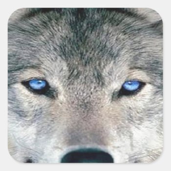 Blue Eyed Wolf Square Sticker by LATENA at Zazzle