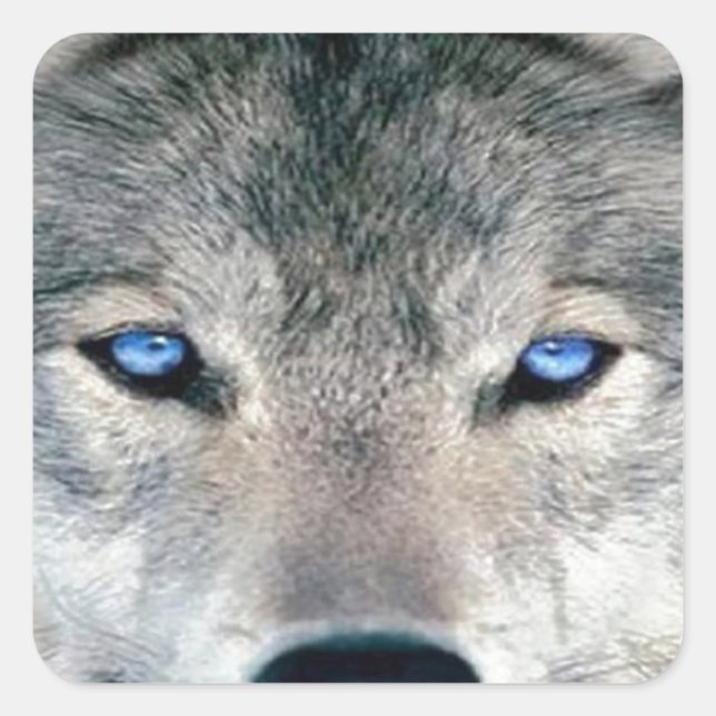 Blue Eyed Wolf Square Sticker (Front)