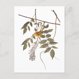 Blue-Eyed Yellow Warbler Audubon Bird on Wisteria Postcard
