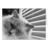 Blue Eyes (Front Horizontal)