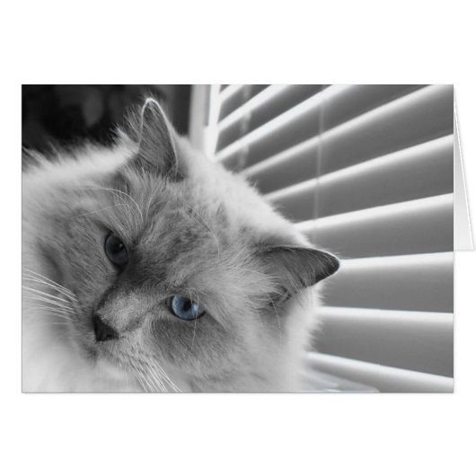 Blue Eyes (Front Horizontal)