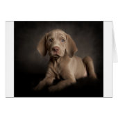 Blue eyes (Front Horizontal)