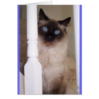 Blue Eyes Cards