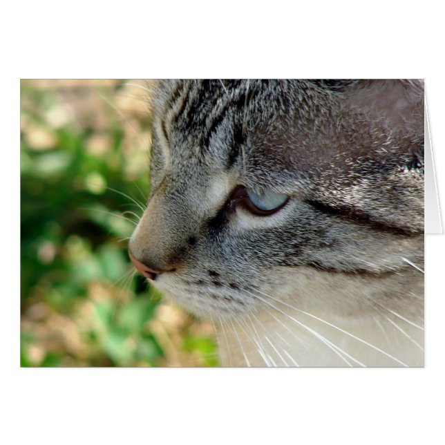 Blue Eyes Kitty Cards (Front Horizontal)