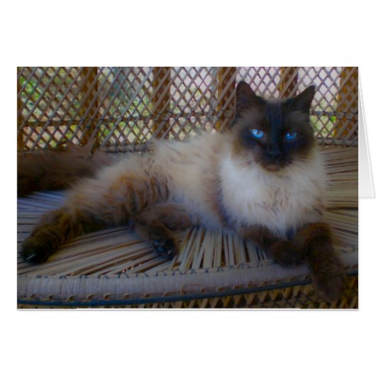 Blue Eyes Kitty Collection Cards (Front Horizontal)
