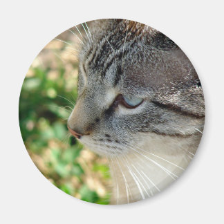 Blue Eyes Kitty Magnet