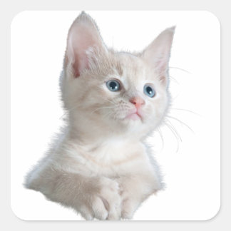 Blue eyes white cat square sticker