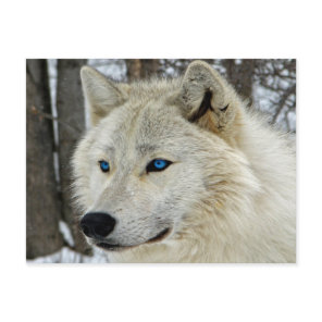 Blue Eyes White Wolf Postcard
