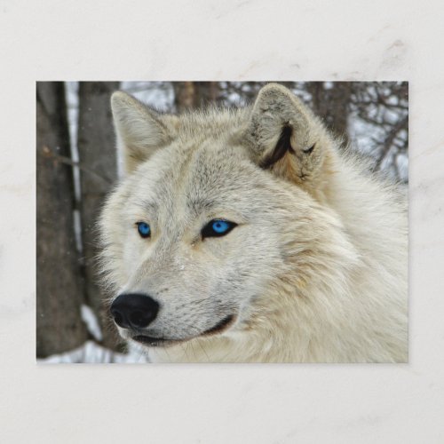Blue Eyes White Wolf Postcard