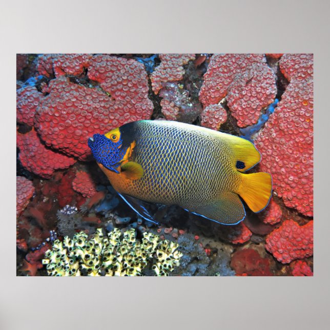 Blue Face Angelfish Poster (Front)