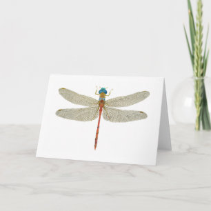 Blue-Faced Meadowhawk Dragonfly Card
