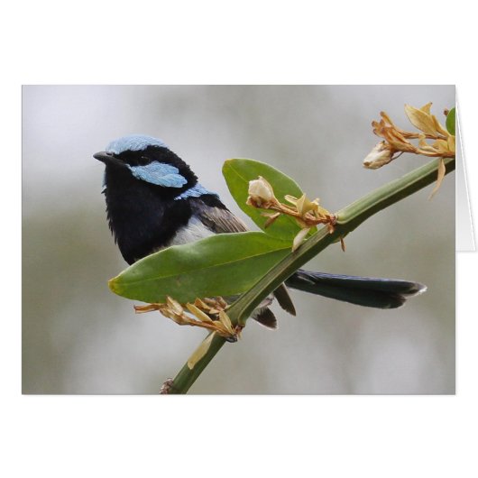Blue Fairy Wren Cards (Front Horizontal)