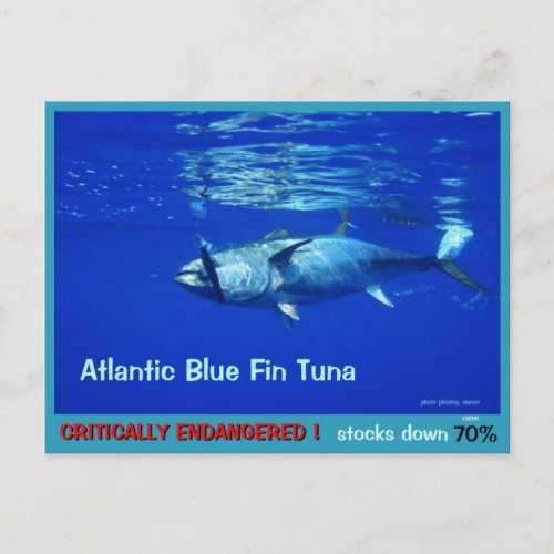 Blue Fin Tuna overfished endangered near gone _ Postcard