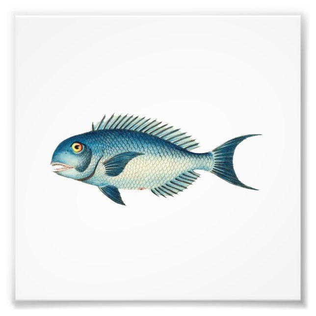 Blue Fish Beach Nautical Sea Bathroom Photo Print (Front)