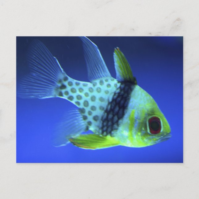 Blue Fish Postcard (Front)