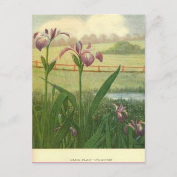 Blue Flag Floral Postcard by thedustyattic at Zazzle