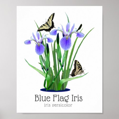 Blue Flag Iris and Swallowtail Butterflies Poster