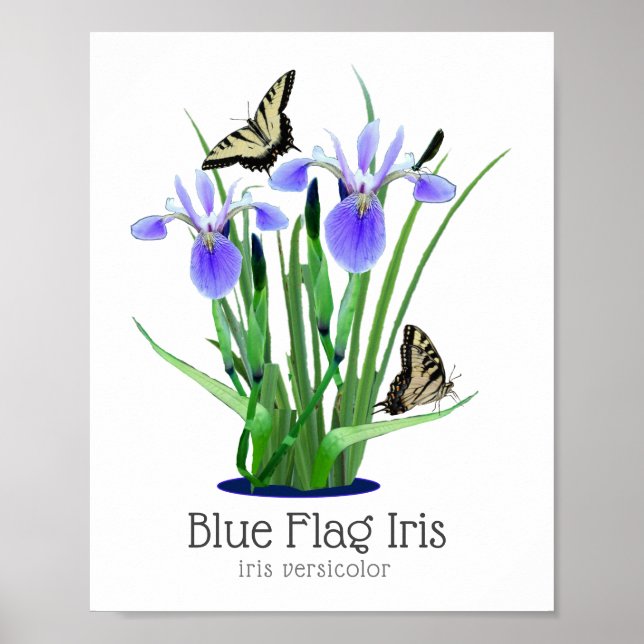 Blue Flag Iris and Swallowtail Butterflies Poster (Front)