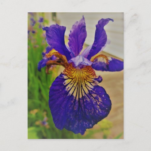 Blue Flag Iris Fleur de Lys French Canada Quebec Postcard