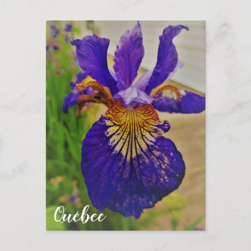 Blue Flag Iris Fleur de Lys French Canada Quebec Postcard